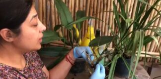 Instalan hospital para orquídeas en Oaxaca; buscan conservar la especie