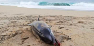 Encuentran delfín muerto en la costa de Oaxaca