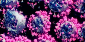 InDRE detecta variante de Covid-19 que últimamente predomina en México