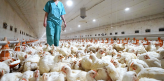 Detectan en Rusia primeros casos de gripe aviar H5N8 en humanos