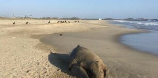 Hallan ballenato sin vida en playas de Oaxaca