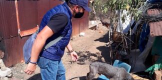 Logra Ayuntamiento de Oaxaca entregar en adopción a canino rescatado de maltrato