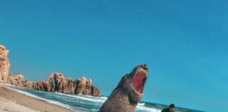 Elefante marino descansa en Huatulco