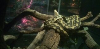 Guardia Nacional asegura especies animales protegidas en Oaxaca