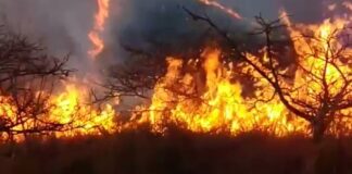 Emiten declaratoria para 5 municipios de Oaxaca por incendios