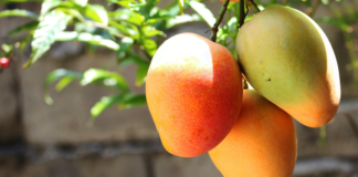 Temen cierre de fronteras de EU a mango de Oaxaca, tras cambio de la 4T en esquema de fumigación