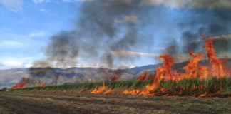 Por incendio, fallece ex edil de Ocopeatatillo