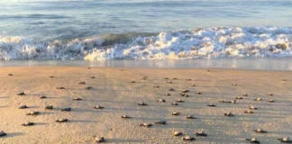 Logran proteger casi 2.5 millones de nidos de tortuga en Oaxaca
