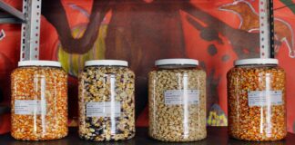 Inauguran banco de semillas en Oaxaca