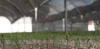 Reforestar Puebla y Oaxaca: así es la titánica labor del vivero militar de Temamatla