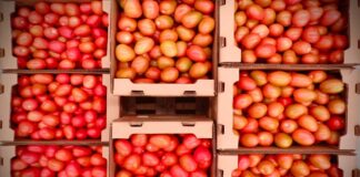 Fortalece Sedapa infraestructura para la producción de tomate en Oaxaca