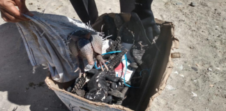 Aseguran 7 iguanas y un armadillo en Pinotepa Nacional