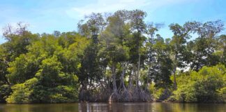 Fortalecen estrategias a favor de humedales costeros