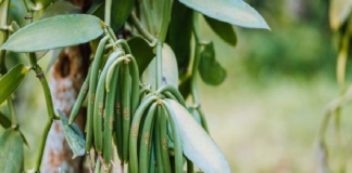 Vainilla natural de México desplazada por productos sintéticos