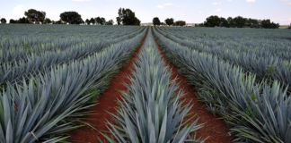 En Oaxaca ponen en marcha campaña de sanidad en agave
