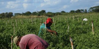 Prevén para este año producción sin precedente de alimentos