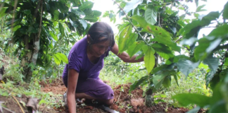 Impulsan trabajo de mujeres cafetaleras en Oaxaca