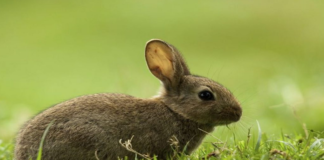 Activan alerta por enfermedad hemorrágica del conejo: Sedapa