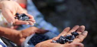 Oaxaca, un lugar con grandes riquezas naturales