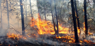 Declaran 13 municipios en emergencia por incendios forestales en Oaxaca