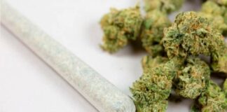 Prevén en San Lázaro avalar el lunes uso lúdico de mariguana