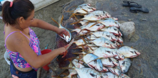 Puerto Ángel, en la Costa de Oaxaca, padece doble castigo: no llega turismo y hay escasez de peces