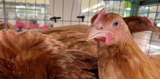 Impulsa Sedapa “Produce en tu casa”, fortalece la economía de familias oaxaqueñas