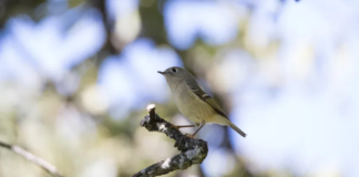 Instituyen en Oaxaca el Día Estatal de la Diversidad Biológica
