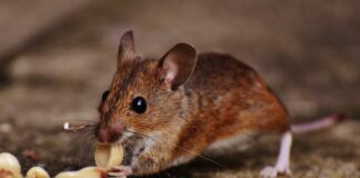 Captan ratones recién nacidos entre verduras de un supermercado mexicano