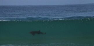Avistan tiburones en Mazunte, Oaxaca; piden a turistas no acercarse a la playa