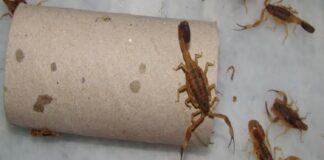 Advierte IMSS presencia de alacranes por temporada de calor