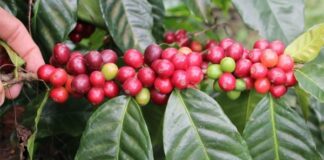 Cafetaleros piden control estatal de precios y subsidios
