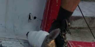 Manada de perros mata a ciervo en Huatulco, Oaxaca