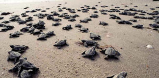 Liberan 155 crías de tortugas en Salina Cruz