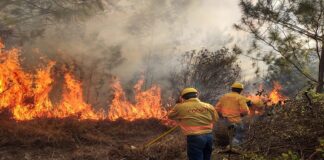 Implementa Coesfo acciones de atención inmediata a incendios forestales