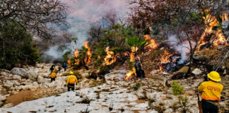 Controla Coesfo incendio en Magdalena Jaltepec