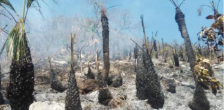 Pobladores de Jaltepec piden apoyo para sofocar incendio