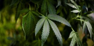 AMLO revela presiones para legalizar la mariguana con fines de negocio