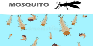 Certifica SSO espacios libres de larva del mosquito Aedes Aegypti