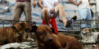 CDMX investigará violencia doméstica a partir de casos de maltrato animal