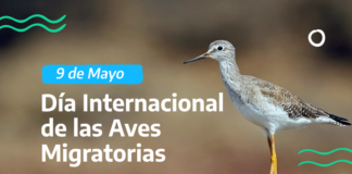 EfeméridesRIO: Día Internacional de las Aves