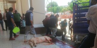Sacrifican cerdo en palacio municipal de Huajuapan; piden rastro municipal