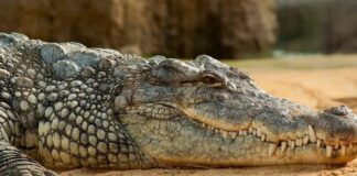 Tras ataque de Cocodriloa turista, gobierno iniciará talleres a sector turístico