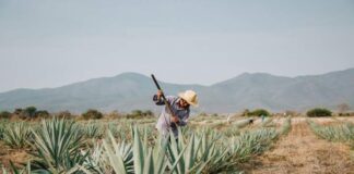 Proyectarán a la industria del Mezcal a través del medio público oaxaqueño