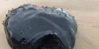 Hallan en playa a extraño pez que habita a más de 900 metros de profundidad