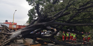 Encharcamientos y dos árboles caídos deja lluvia en la ciudad de Oaxaca