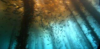 Encuentran bosque sumergido hace 60,000 años en el Golfo de México v