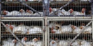 China detecta el primer caso mundial de gripe aviar H10N3 en humanos
