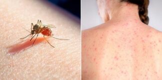 Exhorta IMSS a extremar precauciones para evitar el dengue