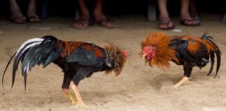 Declaran patrimonio inmaterial las peleas de gallos en Hidalgo